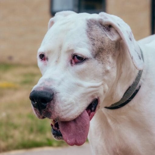 Minnie, a 9 years old unknown Great Dane available for adoption from RSPCA in Cheshire