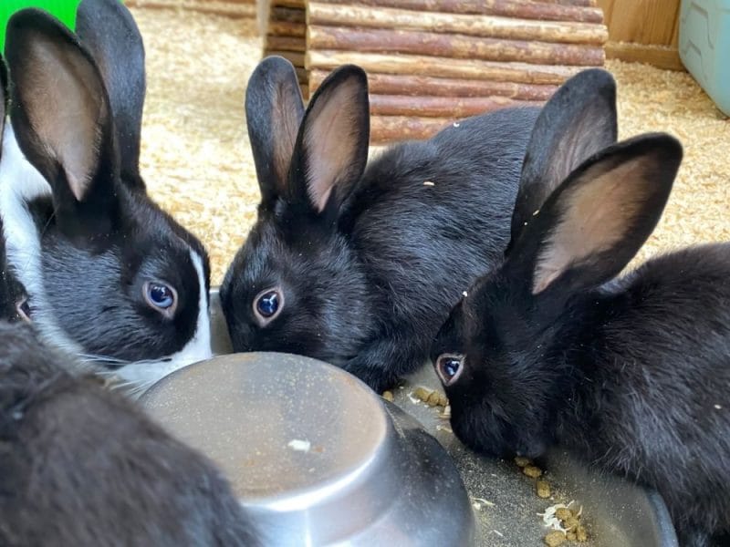 Chip & Pepsi & Treacle & Liquorice — photo 2