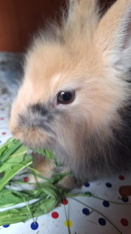 Sven — photo 2